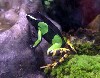 A designer frog for sure.