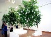 Peace trees with messages left by visitors.