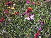 Wild flowers and butterfly.