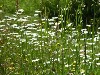 Wild flowers and grasses -- photo taken before mowing a tall lawn.