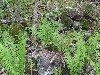 Spring time - in the woods.