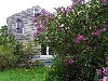 Frances' home and lilacs.