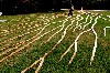 Qiu Zhije&rsquo;s Domino
