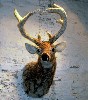 A deer morphed into a sculpture.