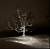 "Winter Birch at Stone Hill" by Kay Canavino.