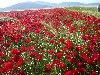 Field of red poppies