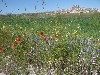 Wild flowers by the roadside