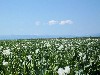 Opium poppies