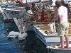 Fishermen feeding pelicans in Kas harbor