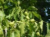 Walnuts on tree