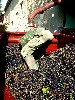 Processing the grapes.