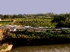 Paraza&rsquo;s fields of grapes are spread out on the other side of the canal.