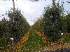 Apple orchard
