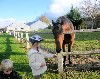 Granddaughter Iris feeding the horse