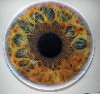 The tondo paintings by Marc Quinn are about six feet in circumference.