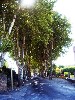 A tree lined road into the village.
