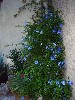 A blue flowering bush, a daily delight.
