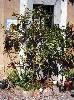 The apple tree belongs to Helga Horn.