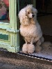 A French Poodle, a city dog in Narbonne.