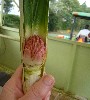 Baby pineapple
