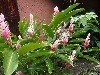Pink ginger plant
