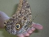 An owl butterfly
