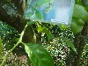 Butterfly sanctuary in Alajuelo