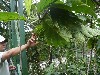 Bread fruit plant