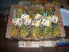 Pineapples boxed for shipping