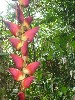 Haliconia in the jungle