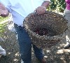 Coffee berries in basket
