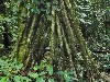 Roots of walking palm tree