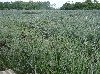 Pineapple field