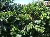 Coffee plant