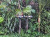 Birds feasting on bananas
