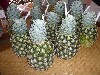 Pina Coladas