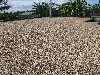 Coffee berries drying in the sun