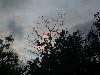 Birds at dawn