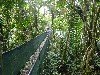 Hanging bridge in the jungle canopy