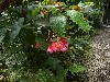 Plants around the lodge