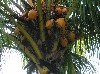 Coconuts
