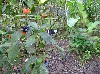 Nourishing shrubs for butterflies