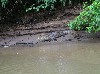 Caiman on the river bank