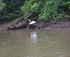 Snowy egret