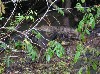 Caiman blending in with the logs