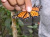 A colorful butterfly