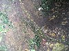 Trail of leaf-cutter ants