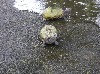 Turtles at the Conservation Center