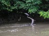 Bare-throated tiger heron