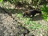 White-nosed coati